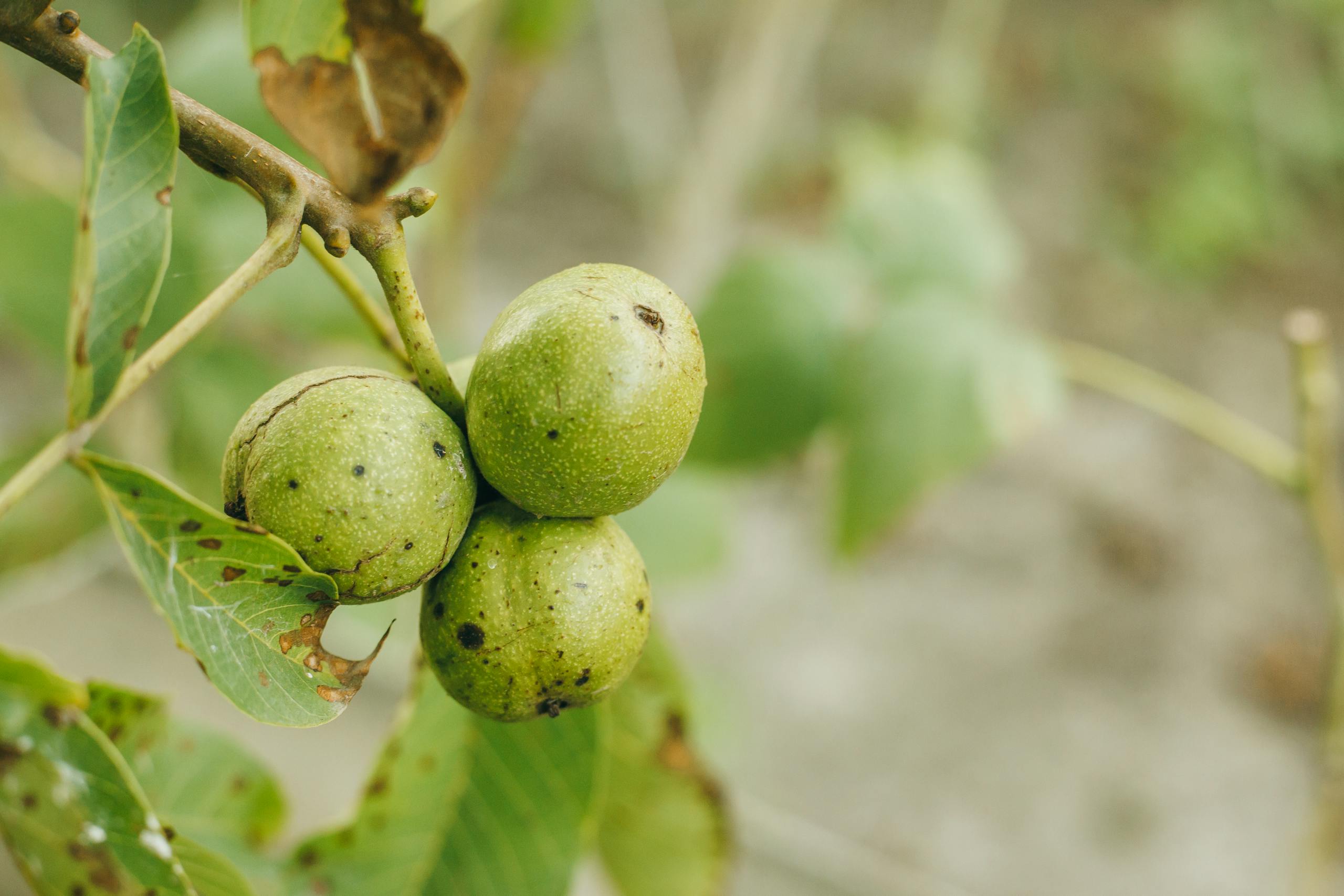 Detailed close-up of unripe walnuts hanging on a branch with green leaves, showcasing natural maturation process.